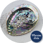 Abalone (Paua) Shell 12cm